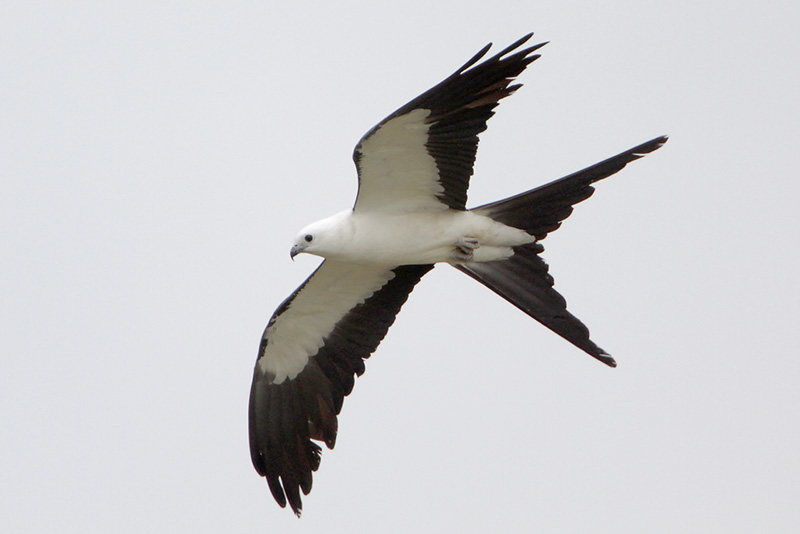 Swallow-tailed Kite