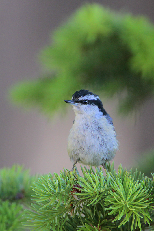 Red-breasted Nuthatch