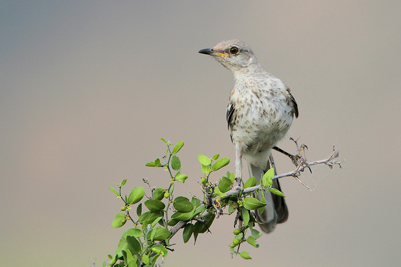 Northern Mockingbird