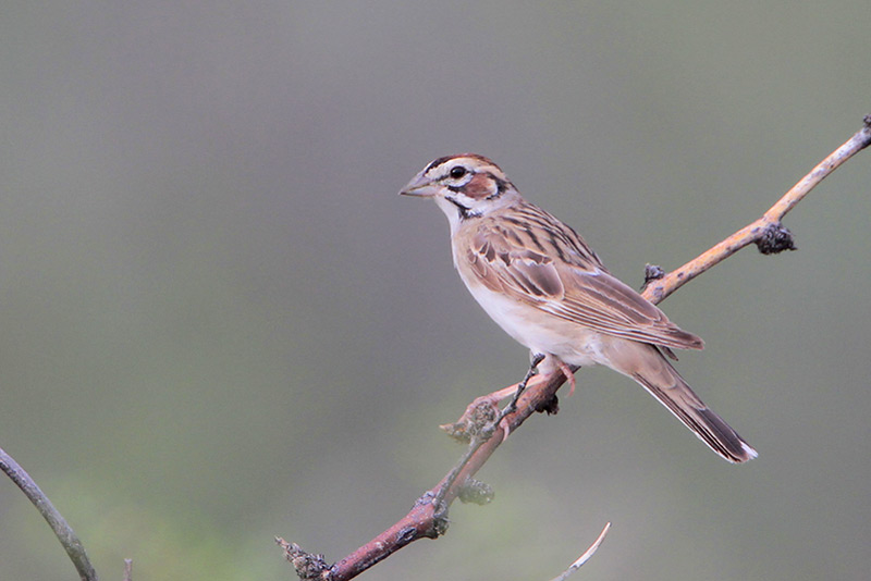 Lark Sparrow
