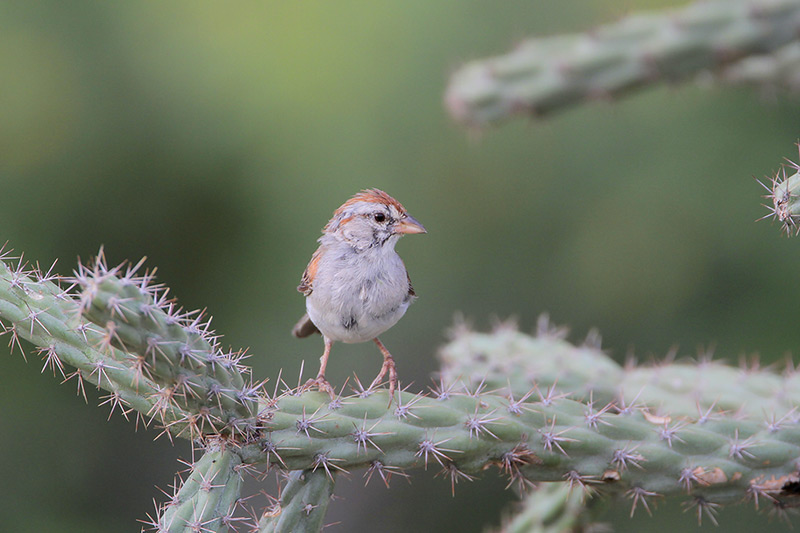 Rufous-winged Sparrow