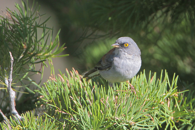 Yellow-eyed Junco