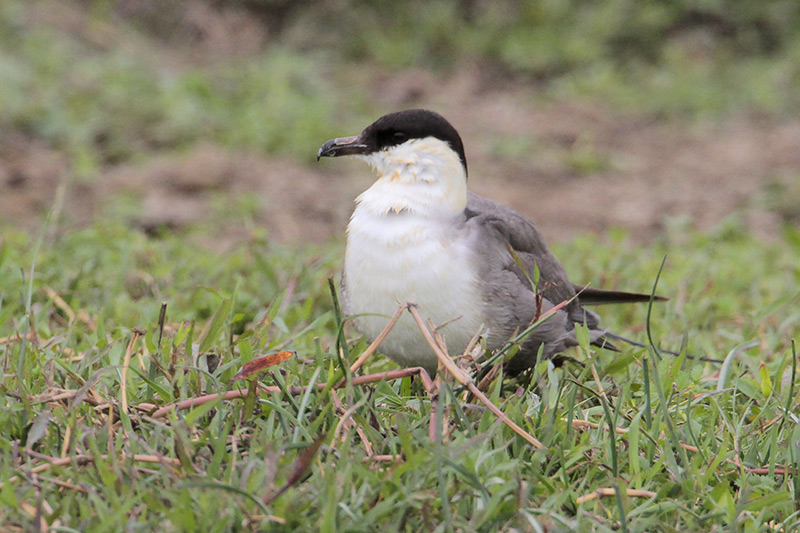 Long-tailed Jaeger