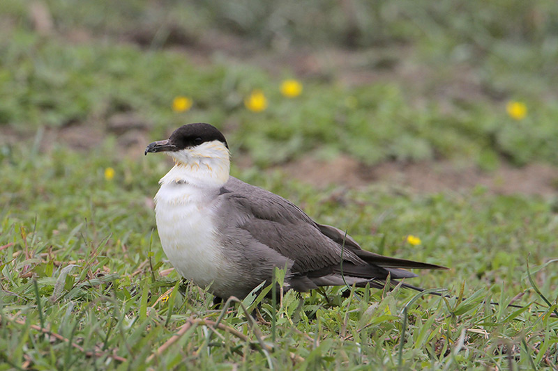 Long-tailed Jaeger