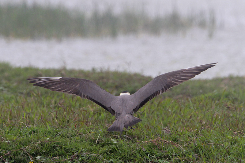 Long-tailed Jaeger