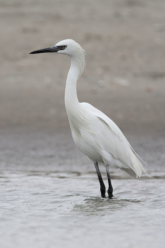 Reddish Egret