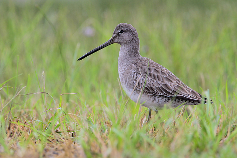 Long-billed Dowitcher