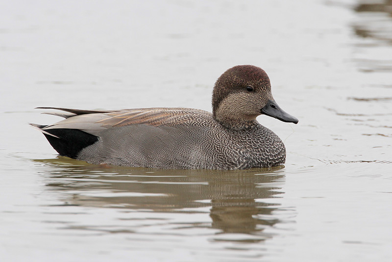 Gadwall