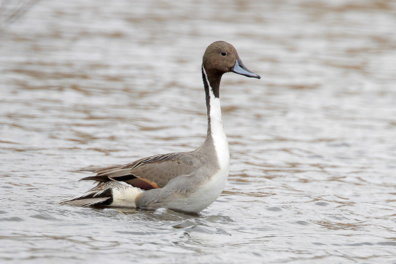 Northern Pintail