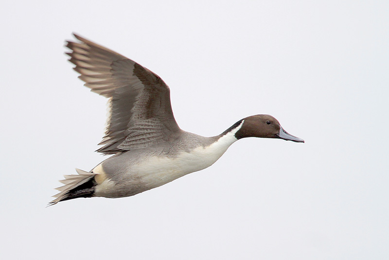 Northern Pintail