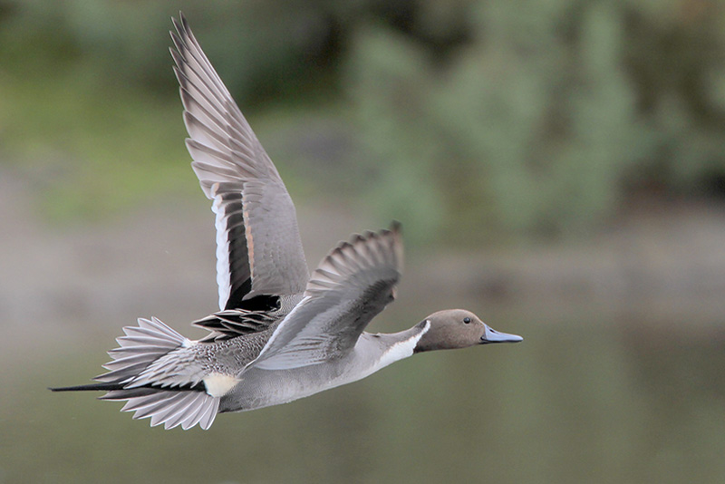 Northern Pintail