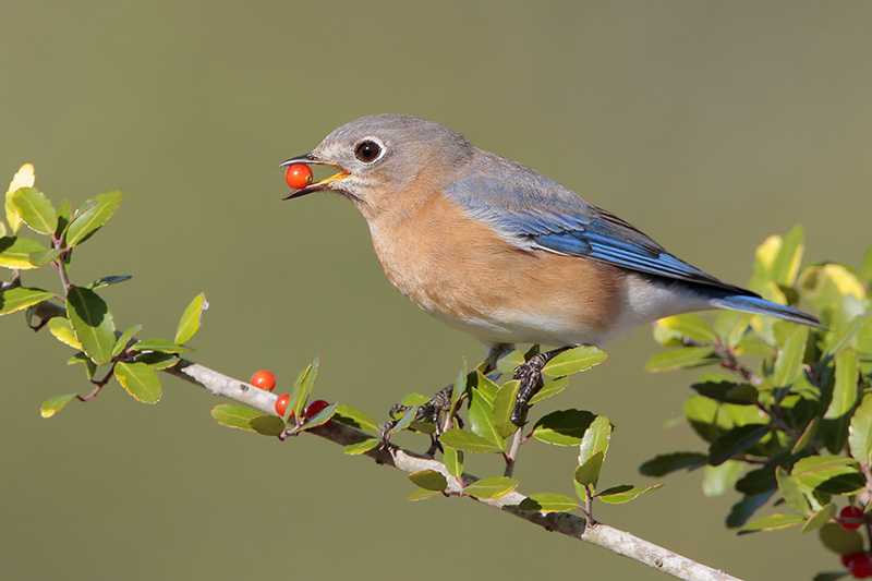 Eastern Bluebird