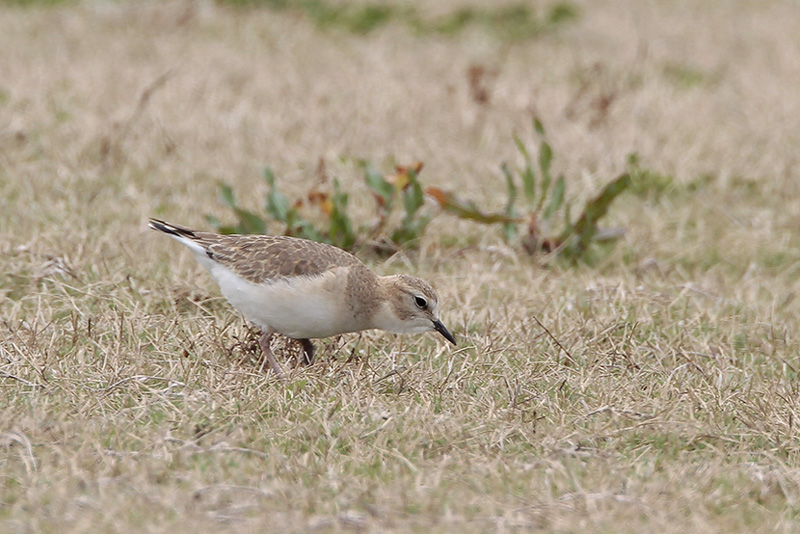 Mountain Plover