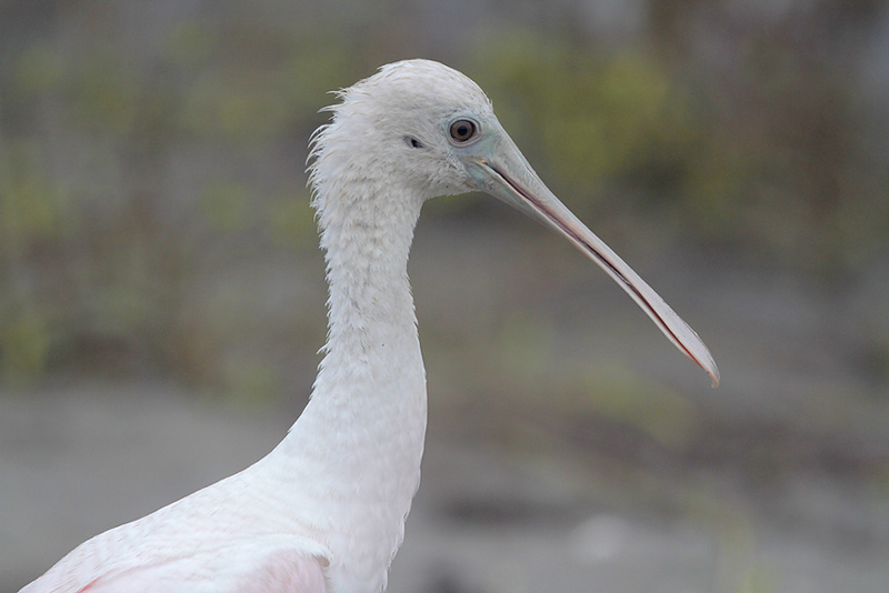 Roseate Spoonbill