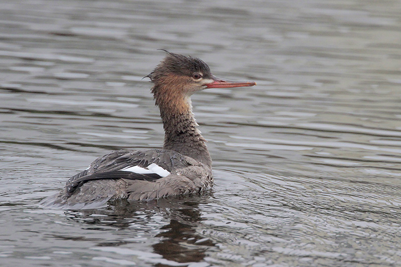 Red-breasted Merganser