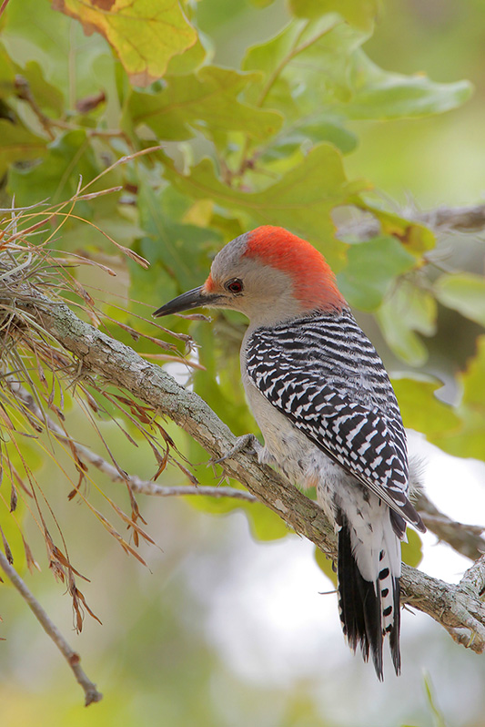 Red-bellied Woodpecker