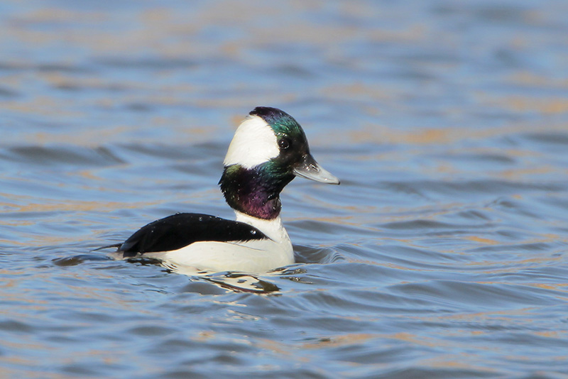 Bufflehead