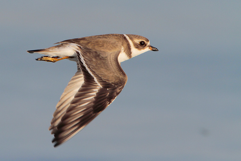 Semipalmated Plover