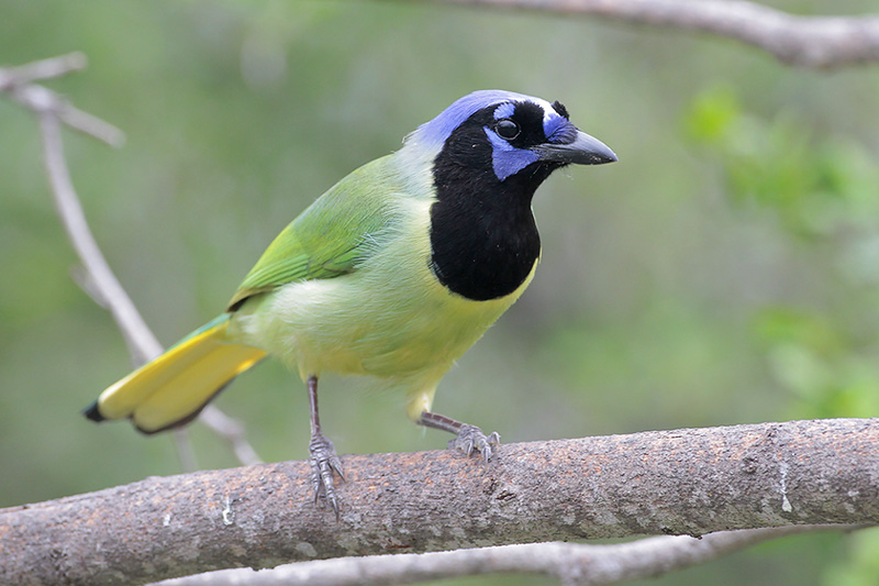 Green Jay