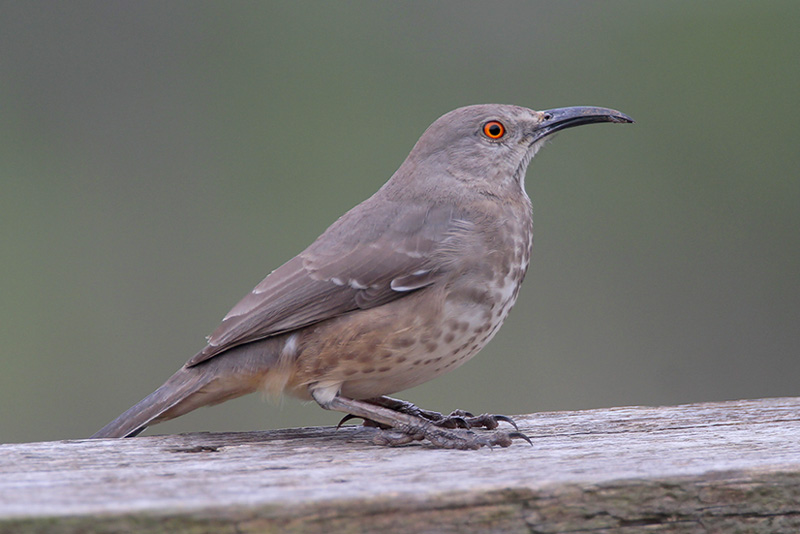 Curve-billed Thrasher