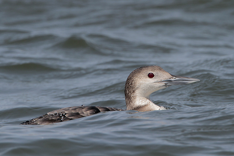 Common Loon