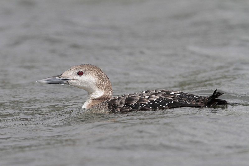 Common Loon