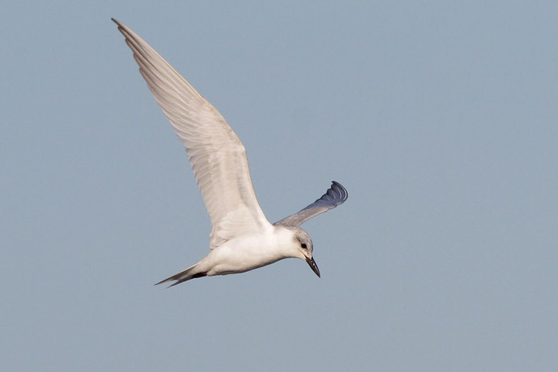 Gull-billed Tern