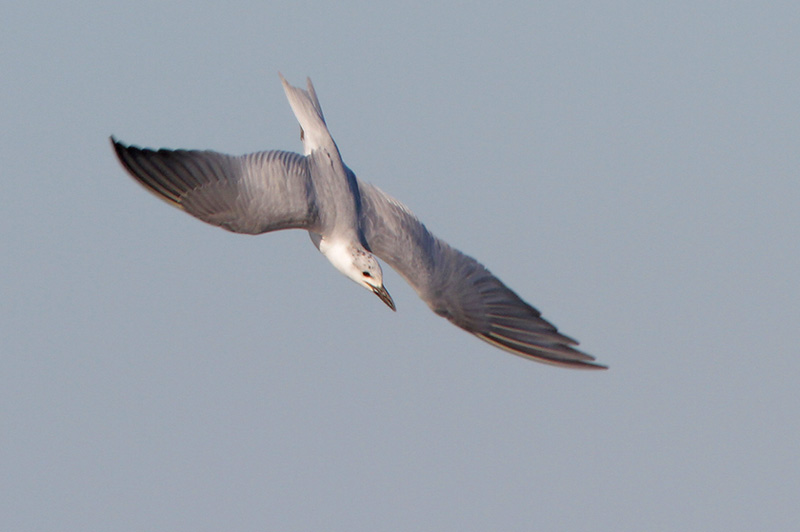 Gull-billed Tern