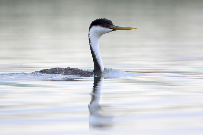 Western Grebe