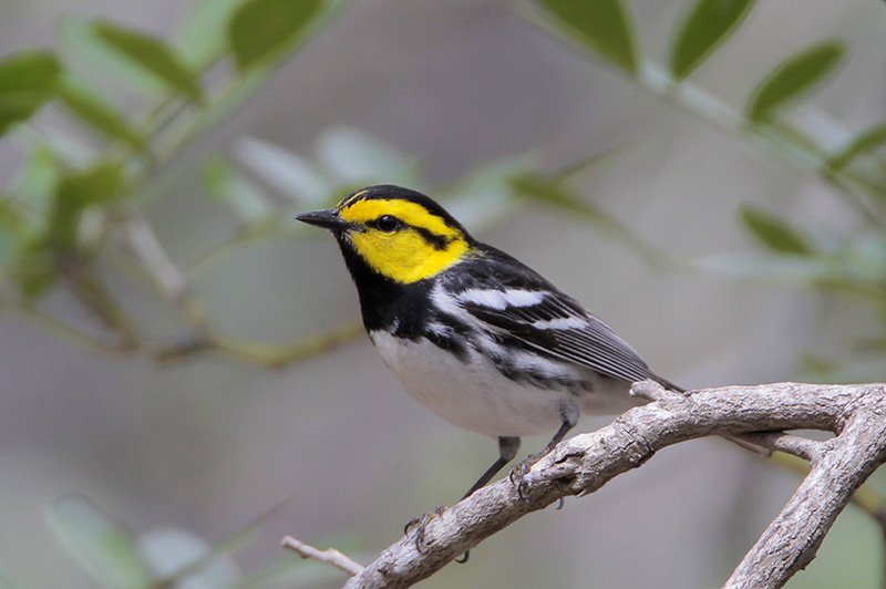 Golden-cheeked Warbler