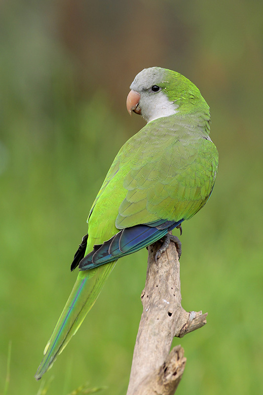 Monk Parakeet