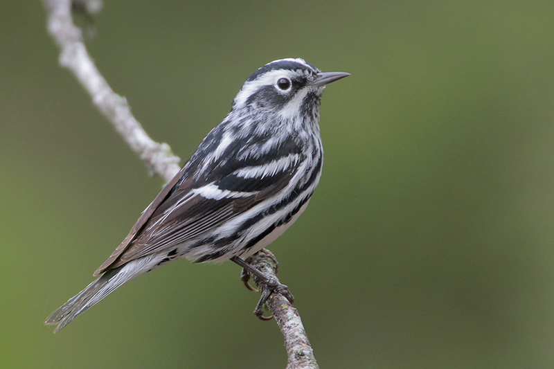 Black-and-white Warbler