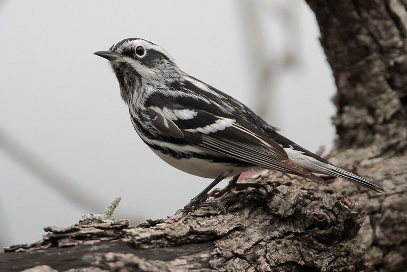 Black-and-white Warbler