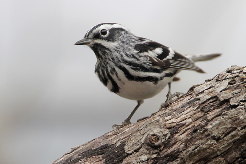 Black-and-white Warbler