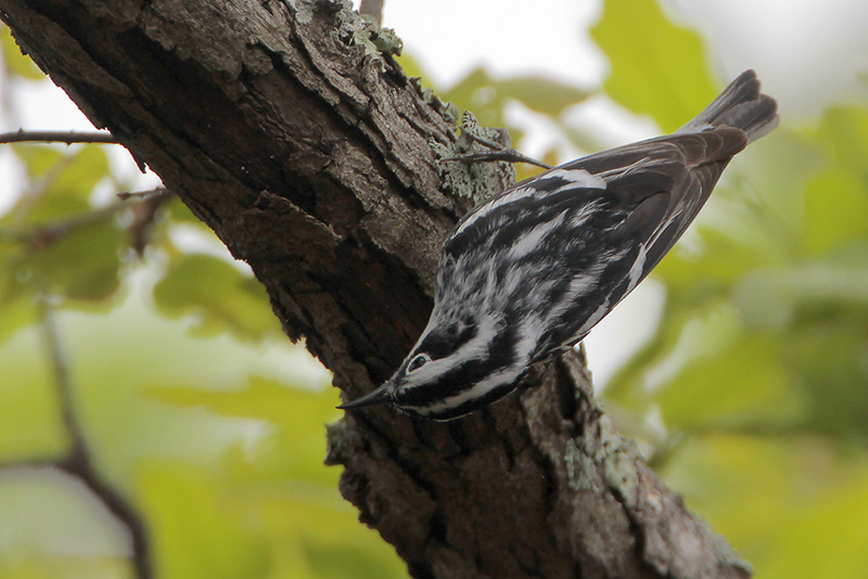Black-and-white Warbler