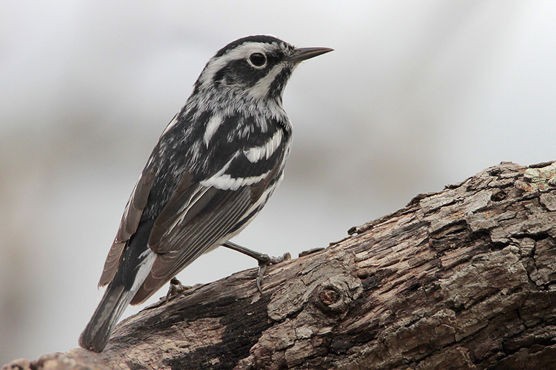 Black-and-white Warbler