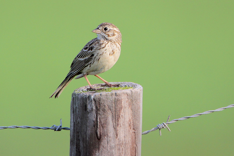 Vesper Sparrow