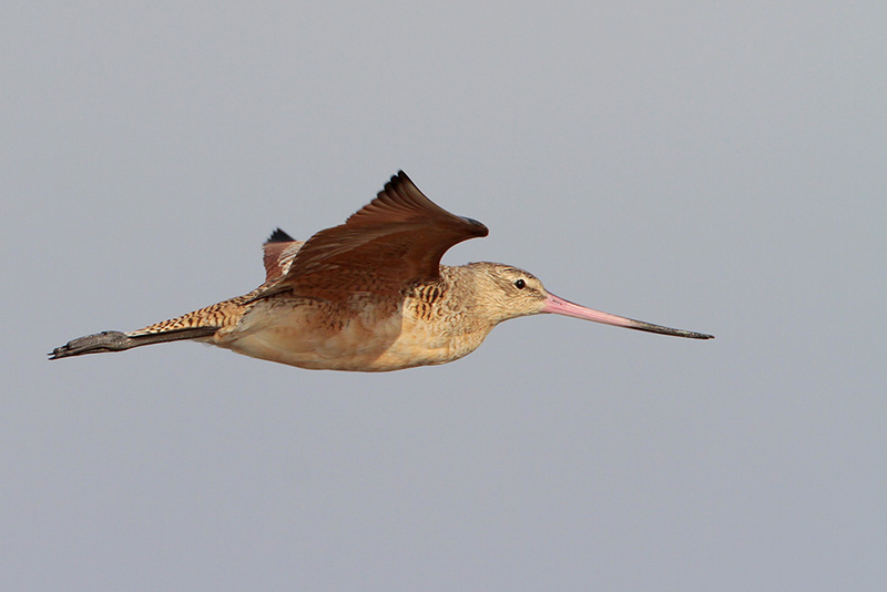 Marbled Godwit