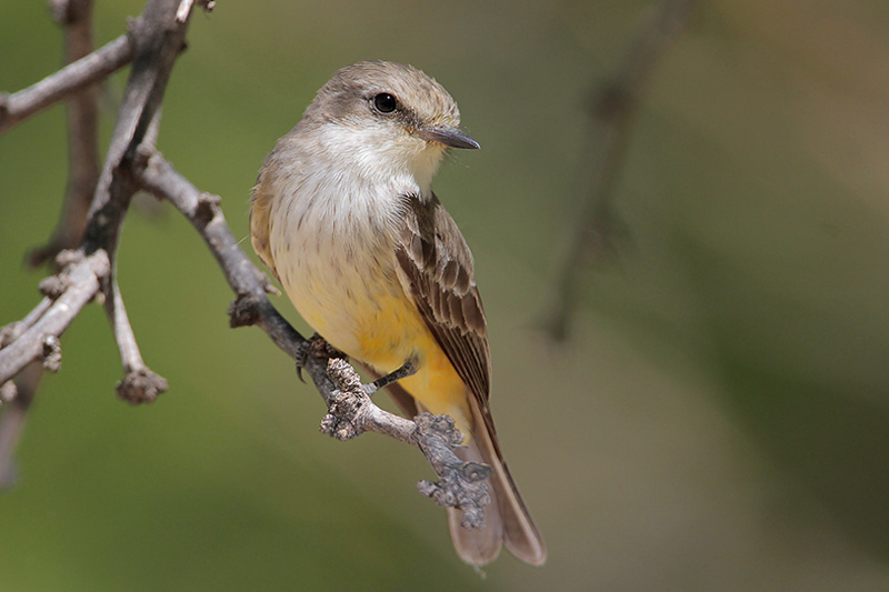 Vermilion Flycatcher