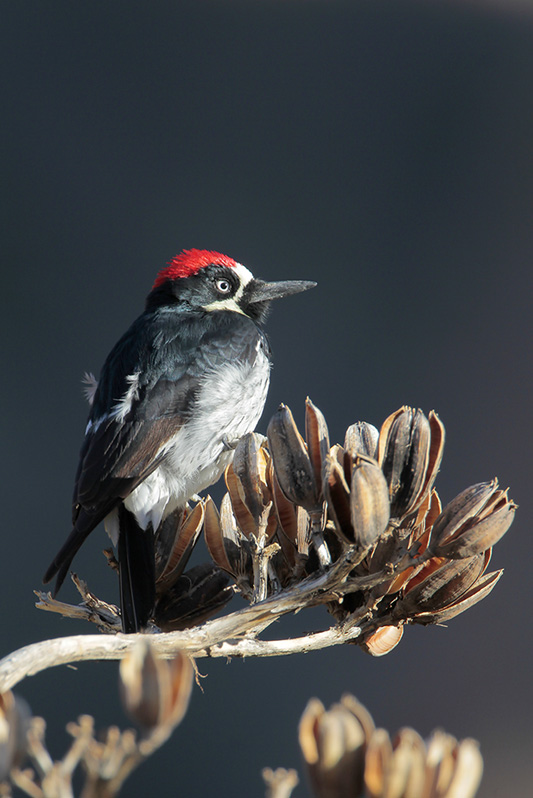 Acorn Woodpecker