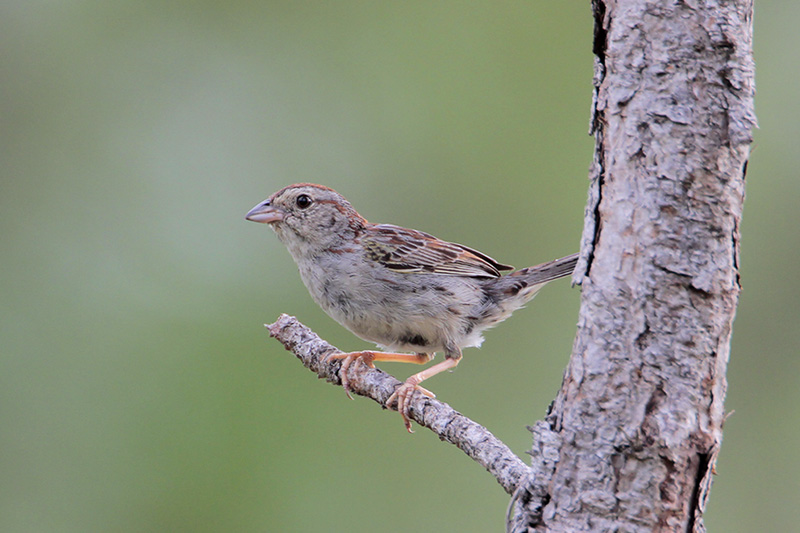 Bachmans Sparrow
