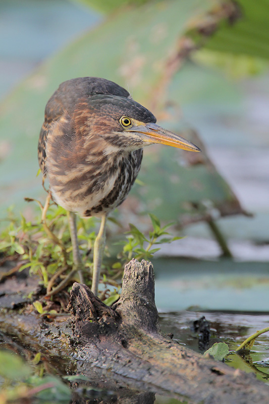 Green Heron