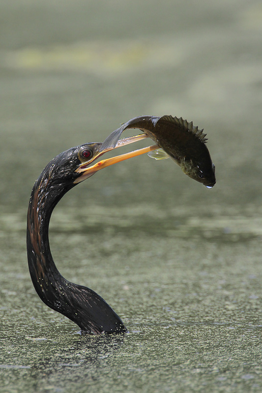 Anhinga