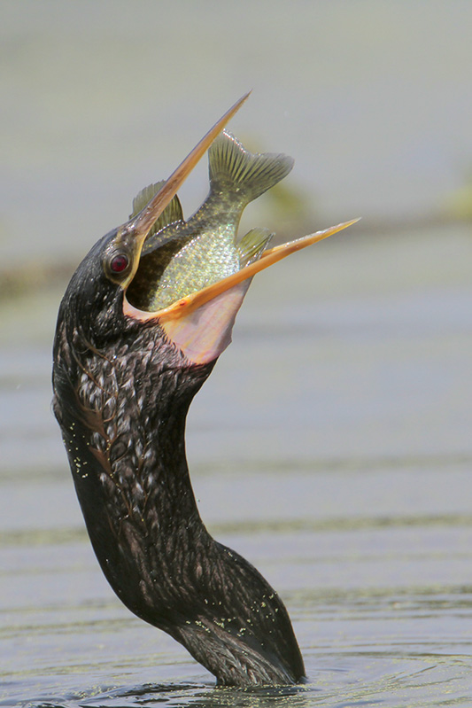 Anhinga