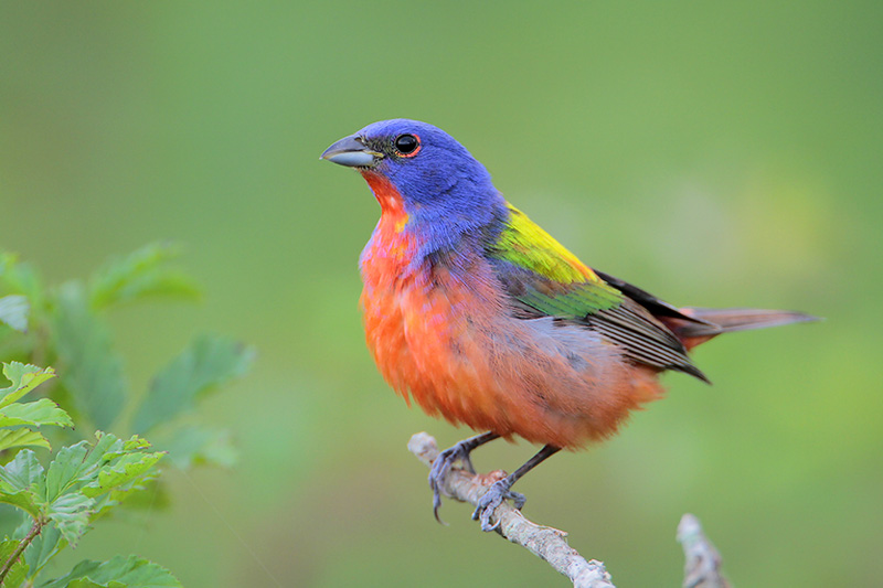 Painted Bunting