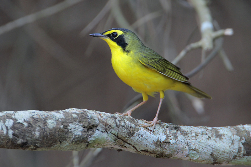Kentucky Warbler