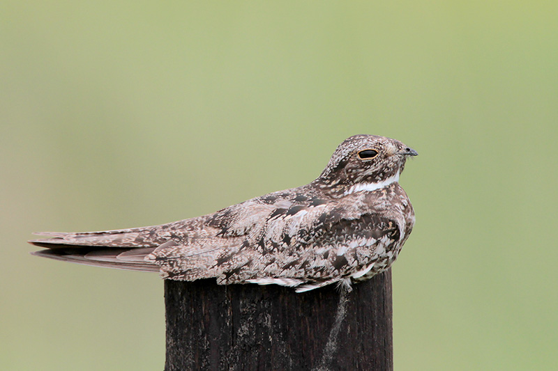 Common Nighthawk