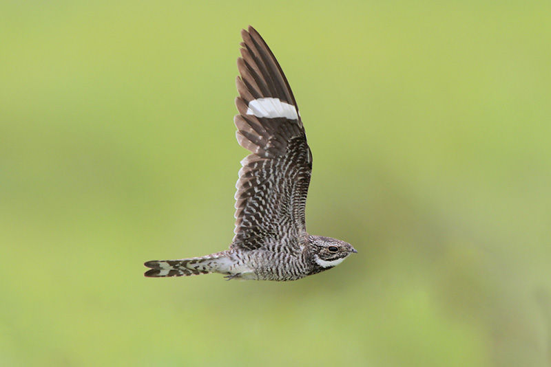 Common Nighthawk