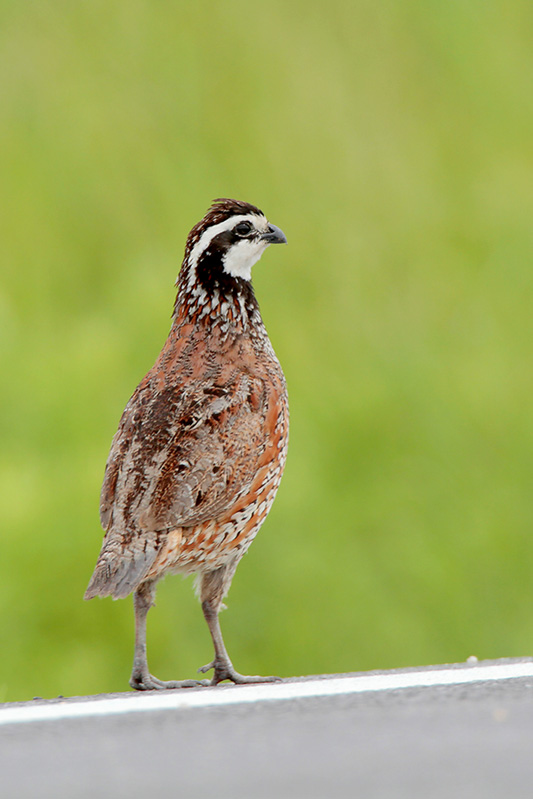 Northern Bobwhite