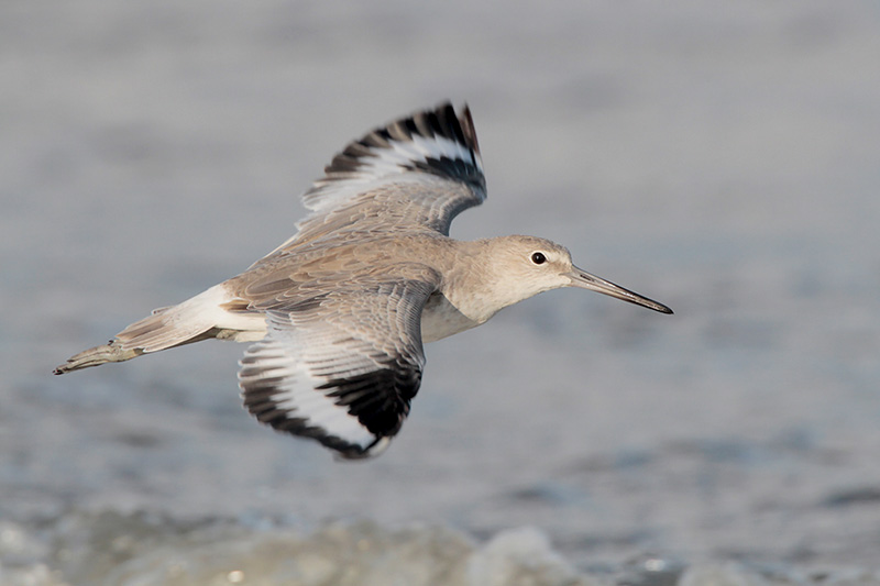 Willet